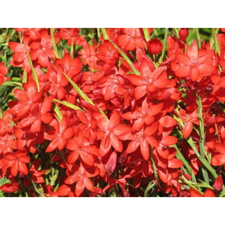 Schizostylus coccinea 'Major' (rouge)