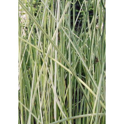 Scirpus lacustris albescens