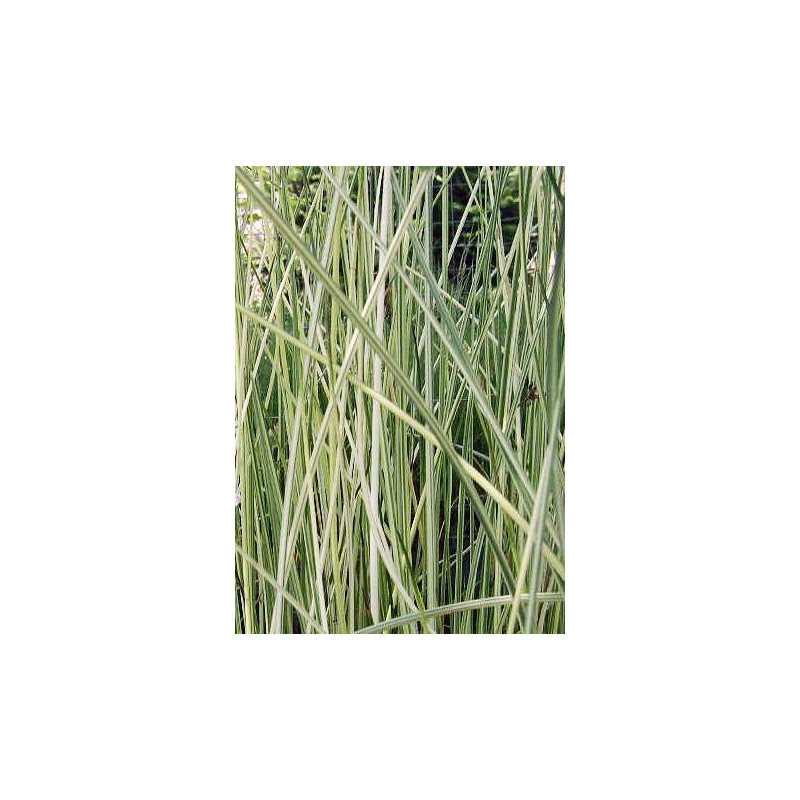 Scirpus lacustris albescens