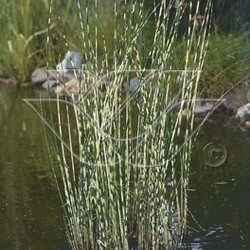 Scirpus tabernaemontani zebrinus