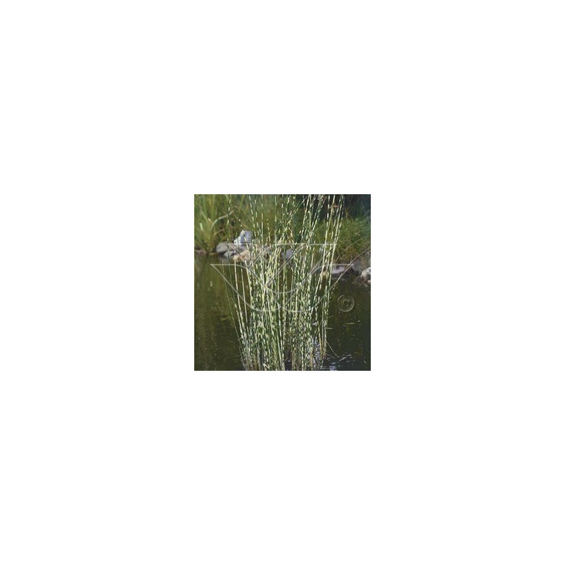 Scirpus tabernaemontani zebrinus