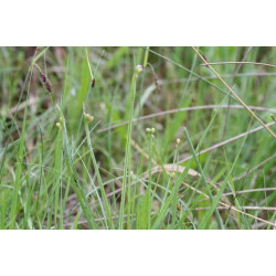 Sisyrinchium augustifolium