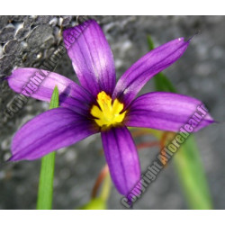 Sisyrinchium augustifolium