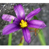 Sisyrinchium augustifolium