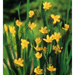 Sisyrinchium californicum