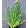 Sisyrinchium californicum