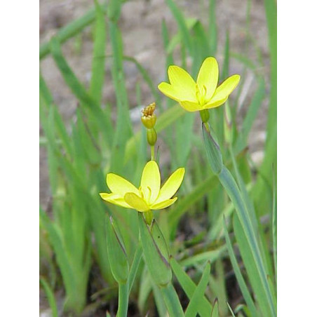 Sisyrinchium californicum