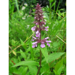 Stachys palustris