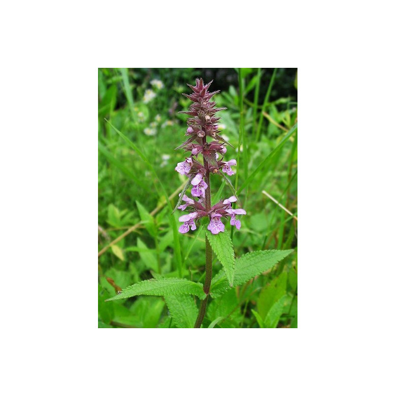 Stachys palustris