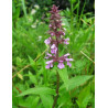 Stachys palustris