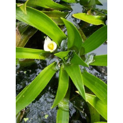 Stratiotes aloides (Aloès d'eau ou Cactus d'eau)