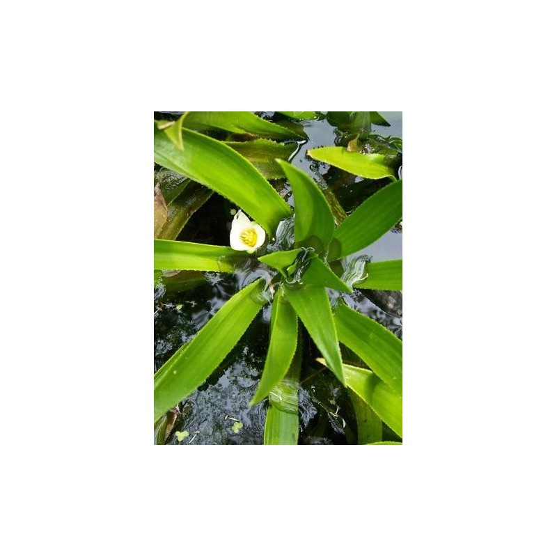 Stratiotes aloides (Aloès d'eau ou Cactus d'eau)