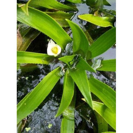 Stratiotes aloides (Aloès d'eau ou Cactus d'eau)