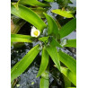 Stratiotes aloides (Aloès d'eau ou Cactus d'eau)