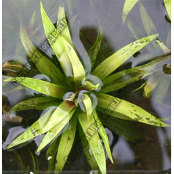 Stratiotes aloides (Aloès d'eau ou Cactus d'eau)