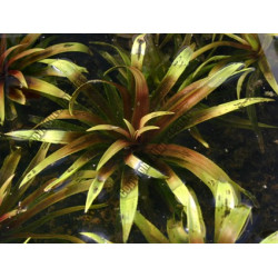 Stratiotes aloides (Aloès d'eau ou Cactus d'eau)