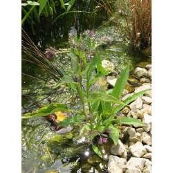 Symphytum officinalis