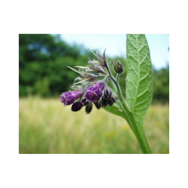 Symphytum officinalis