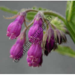 Symphytum officinalis