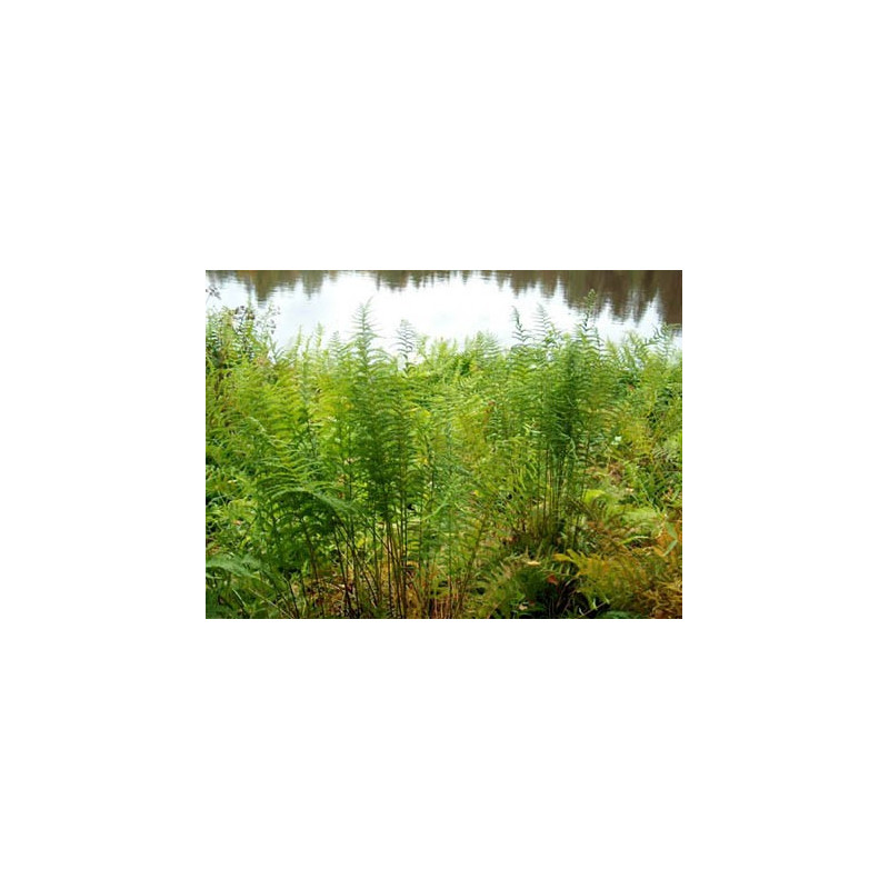 Thelypteris palustris