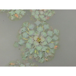 Trapa natans (Châtaigne d'eau)