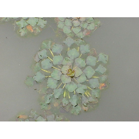 Trapa natans (Châtaigne d'eau)