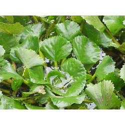 Trapa natans (Châtaigne d'eau)