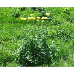 Trollius europeus