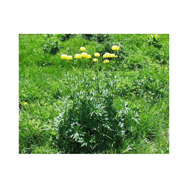 Trollius europeus