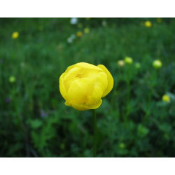 Trollius europeus