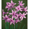 Tulbaghia violacea