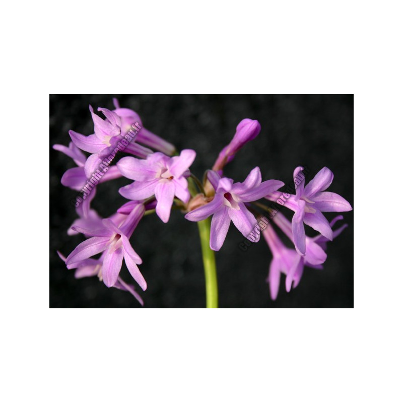 Tulbaghia violacea