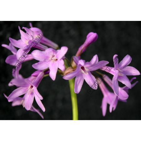 Tulbaghia violacea