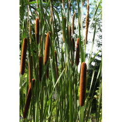 Typha angustifolia