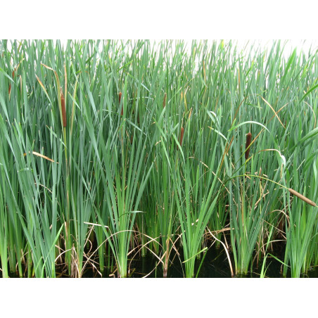 Typha latifolia
