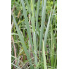 Typha latifolia