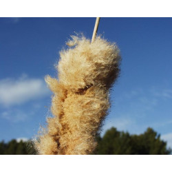 Typha latifolia