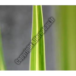 Typha latifolia variegata