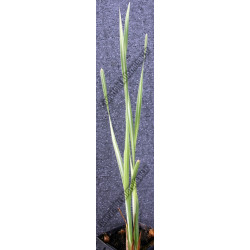 Typha latifolia variegata