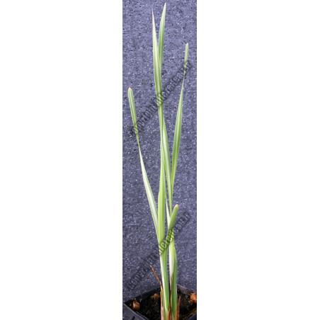 Typha latifolia variegata