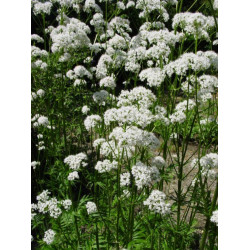 Valeriana officinalis