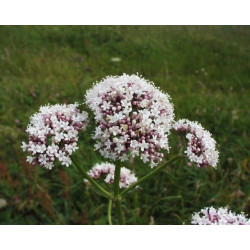 Valeriana officinalis