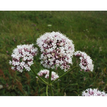 Valeriana officinalis