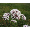 Valeriana officinalis