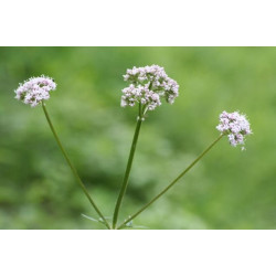 Valeriana officinalis