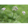 Valeriana officinalis