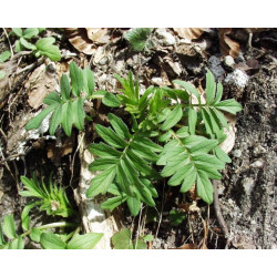 Valeriana officinalis