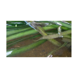 Valisneria gigantea racines nues lot de 3