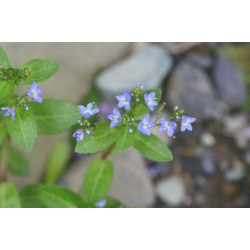 Veronica beccabunga