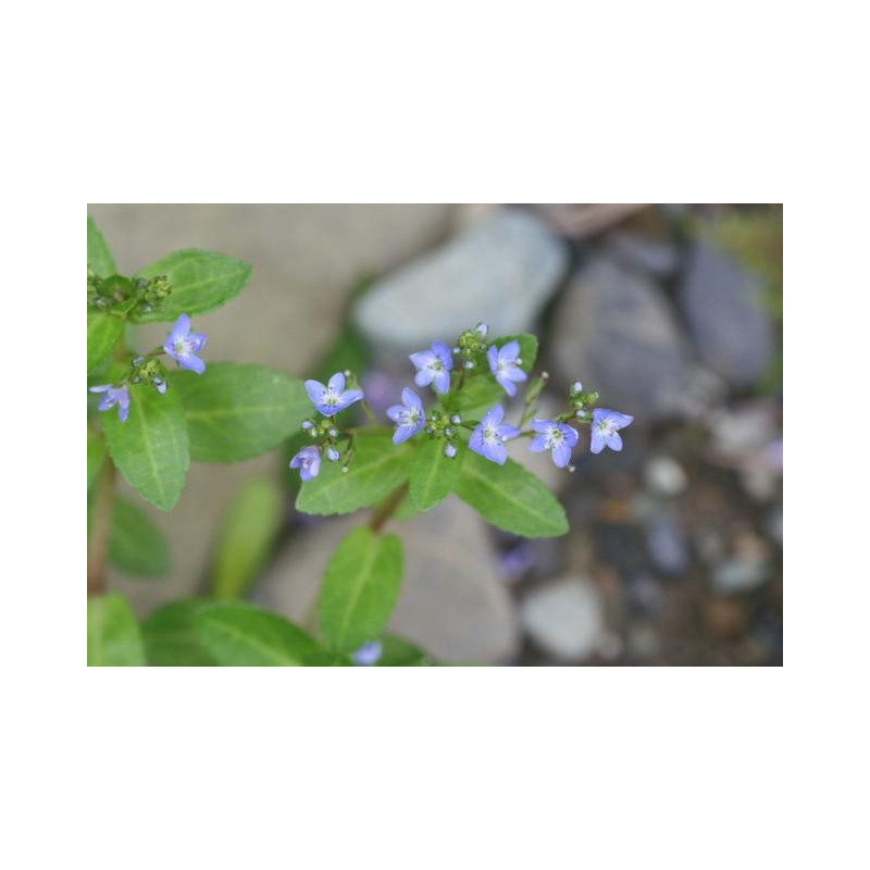 Veronica beccabunga